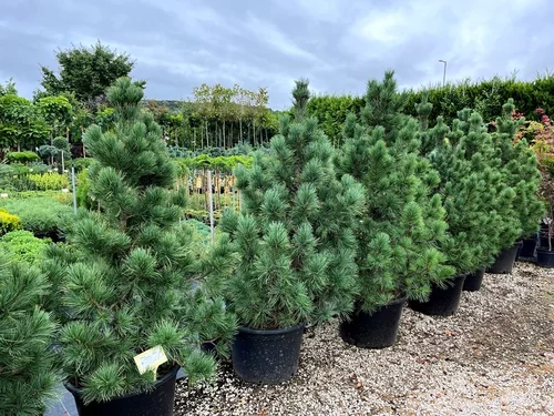 Borovica limbová 20/30 cm, v črepníku Pinus cembra