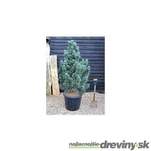 Borovica limbová Glauca 20/30 cm, v črepníku 3l Pinus cembra