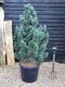 Borovica limbová Glauca 20/30 cm, v črepníku 3l Pinus cembra