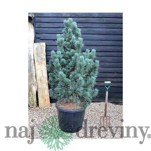 Borovica limbová Glauca 20/30 cm, v črepníku 3l Pinus cembra