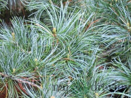 Borovica limbová Glauca 20/30 cm, v črepníku 3l Pinus cembra