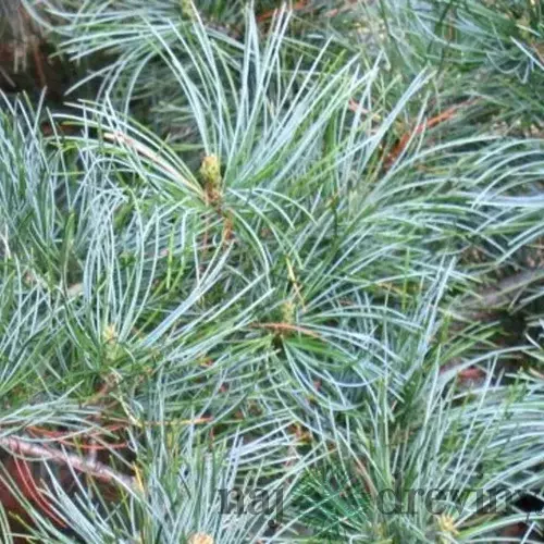 Borovica limbová Glauca 20/30 cm, v črepníku 3l Pinus cembra