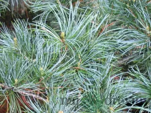 Borovica limbová Glauca 20/30 cm, v črepníku 3l Pinus cembra