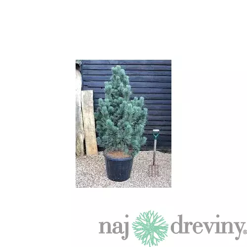 Borovica limbová Glauca 20/30 cm, v črepníku 3l Pinus cembra