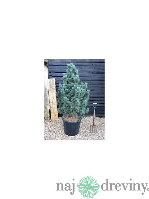 Borovica limbová Glauca 20/30 cm, v črepníku 3l Pinus cembra