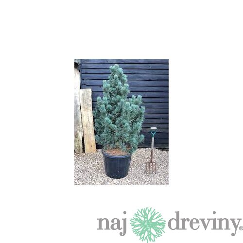 Borovica limbová Glauca 20/30 cm, v črepníku 3l Pinus cembra