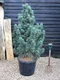 Borovica limbová Glauca 20/30 cm, v črepníku 3l Pinus cembra