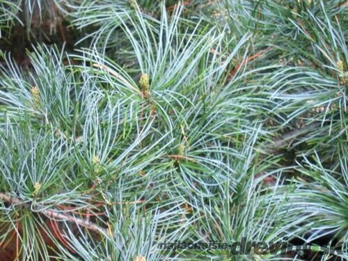 Borovica limbová Glauca 20/30 cm, v črepníku 3l Pinus cembra