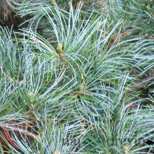 Borovica limbová Glauca 20/30 cm, v črepníku 3l Pinus cembra