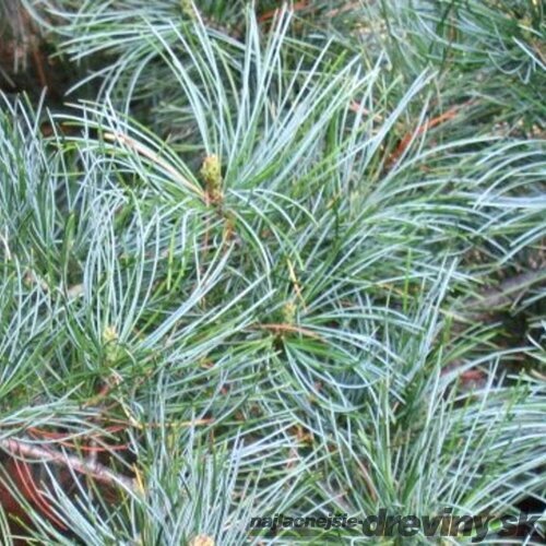 Borovica limbová Glauca 20/30 cm, v črepníku 3l Pinus cembra