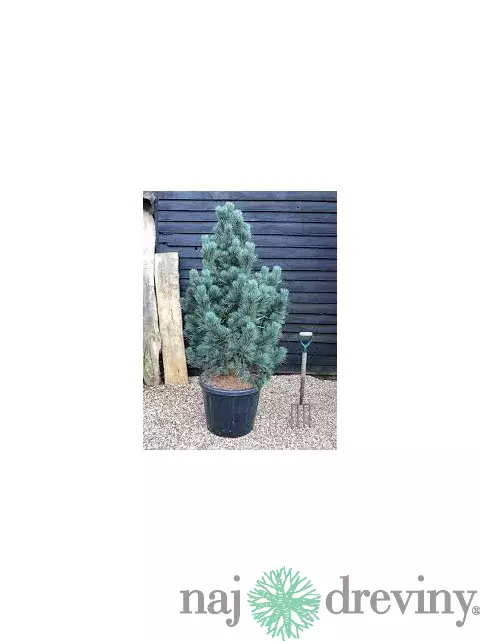 Borovica limbová Glauca 20/30 cm, v črepníku 3l Pinus cembra