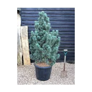 Borovica limbová Glauca 20/30 cm, v črepníku 3l Pinus cembra