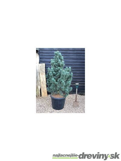 Borovica limbová Glauca 20/30 cm, v črepníku 3l Pinus cembra