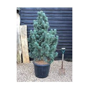 Borovica limbová Glauca 20/30 cm, v črepníku 3l Pinus cembra