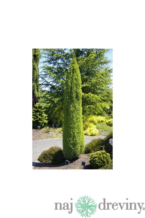Borovica limbová Stricta - stípovitá, výška 40/50 cm, v črepníku 5l Pinus cembra Stricta