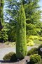 Borovica limbová Stricta - stípovitá, výška 40/50 cm, v črepníku 5l Pinus cembra Stricta