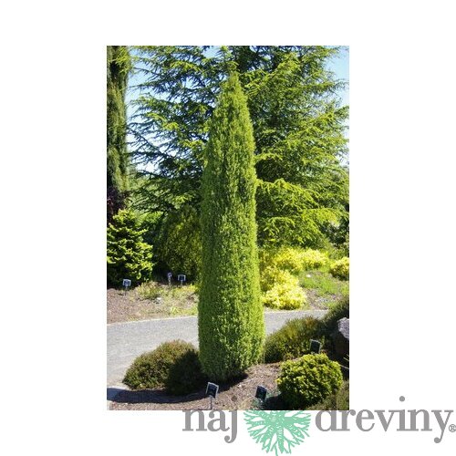 Borovica limbová Stricta - stípovitá, výška 40/50 cm, v črepníku 5l Pinus cembra Stricta