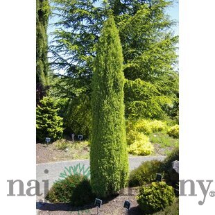 Borovica limbová Stricta - stípovitá, výška 40/50 cm, v črepníku 5l Pinus cembra Stricta