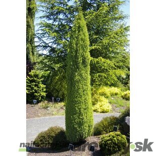 Borovica limbová Stricta - stípovitá, výška 40/50 cm, v črepníku 5l Pinus cembra Stricta