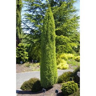 Borovica limbová Stricta - stĺpovitá, výška 40/50 cm, v črepníku 5l Pinus cembra Stricta