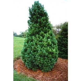 Borovica limbová, výška 130/160 cm, v črepníku 60l Pinus cembra