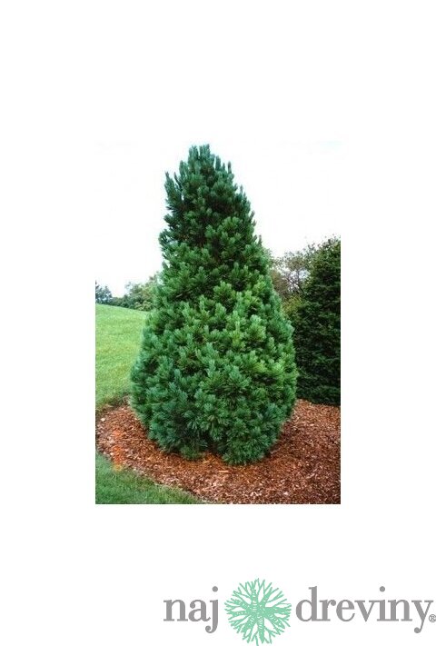 Borovica limbová, výška 130/160 cm, v črepníku 60l Pinus cembra