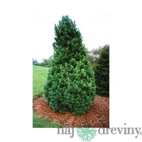 Borovica limbová, výška 130/160 cm, v črepníku 60l Pinus cembra