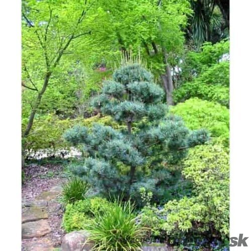 Borovica malokvetá Glauca, výška 20/30 cm, v črepníku Pinus parviflora Glauca
