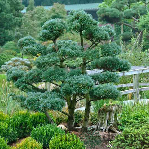 Borovica málokvetá Glauca, výška 35/45 cm, v črepníku 5l Pinus parviflora Glauca