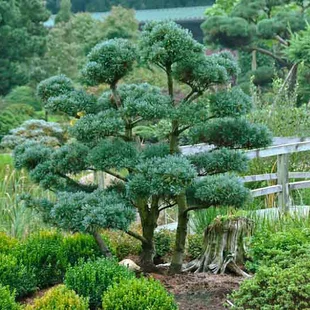 Borovica málokvetá Glauca, výška 35/45 cm, v črepníku 5l Pinus parviflora Glauca
