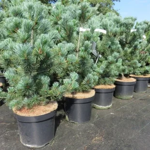 Borovica málokvetá Negishi (Japonská posvätná borovica), výška 30/40 cm, v kvetináči 3l Pinus parviflora Negishi