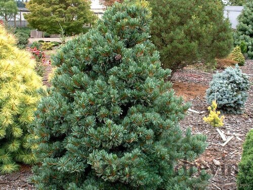 Borovica málokvetá Negishi (Japonská posvätná borovica), výška 40/50 cm, v kvetináči 7.5 l Pinus parviflora Negishi