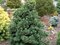 Borovica málokvetá Negishi (Japonská posvätná borovica), výška 40/50 cm, v kvetináči 7.5 l Pinus parviflora Negishi