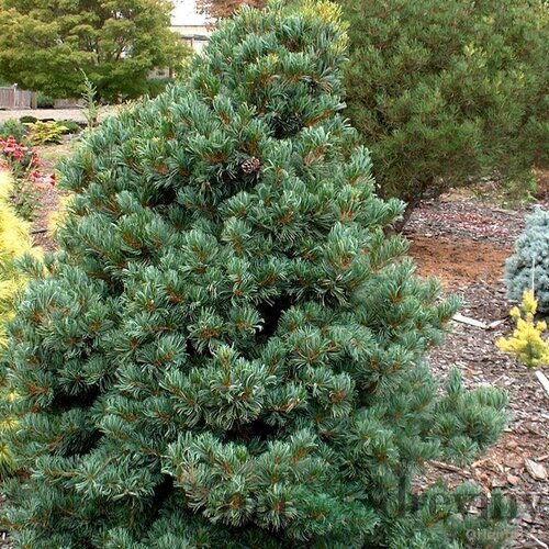 Borovica málokvetá Negishi (Japonská posvätná borovica), výška 40/50 cm, v kvetináči 7.5 l Pinus parviflora Negishi