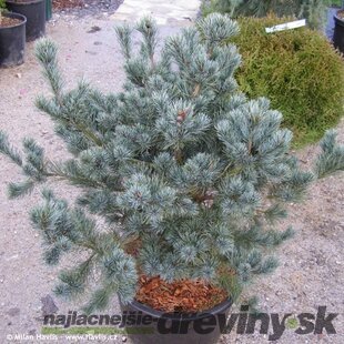 Borovica málokvetá Saphir, 20/30 cm, v črepníku 3l Pinus parviflora Saohir
