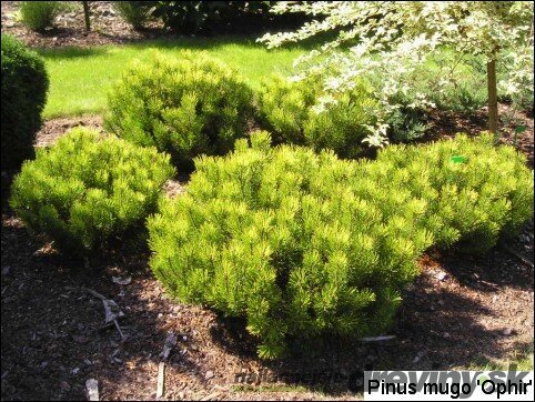 Borovica Mugo Ophir 20/25 cm, v črepníku Pinus mugo Ophir