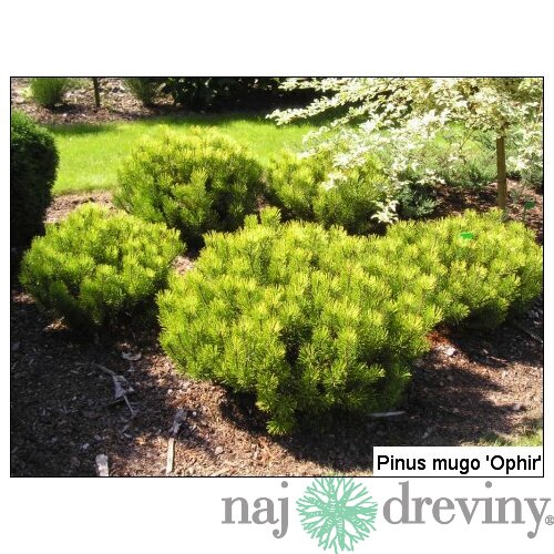 Borovica Mugo Ophir 20/25 cm, v črepníku Pinus mugo Ophir