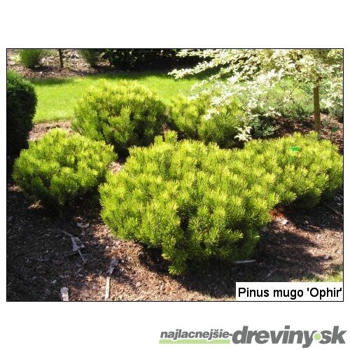 Borovica Mugo Ophir 20/25 cm, v črepníku Pinus mugo Ophir