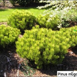 Borovica Mugo Ophir 20/25 cm, v črepníku Pinus mugo Ophir