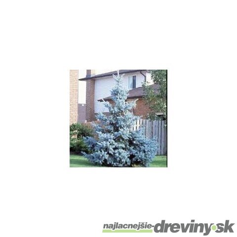 Borovica Mugo Ophir, výška 20/30 cm, v črepníku 7,5l Picea Mugo Ophir