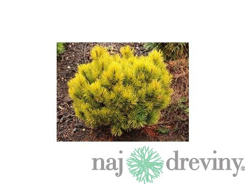 Borovica Mugo Ophir, výška 20/30 cm, v črepníku 7,5l Picea Mugo Ophir