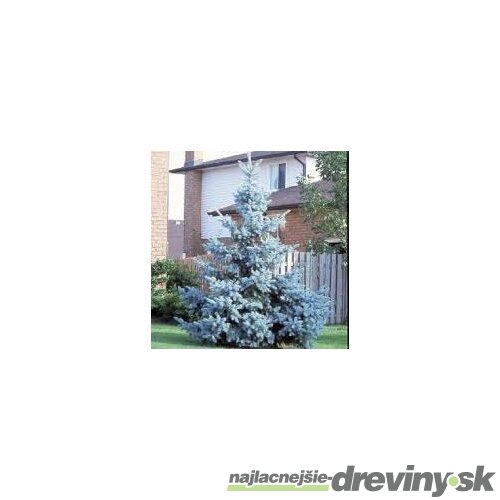 Borovica Mugo Ophir, výška 20/30 cm, v črepníku 7,5l Picea Mugo Ophir