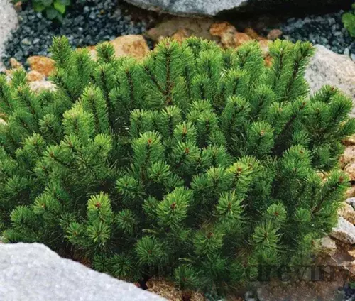 Borovica Mugo Pumilio, výška 20/25 cm, v črepníku 2/3l Pinus mugo var. Pumilio