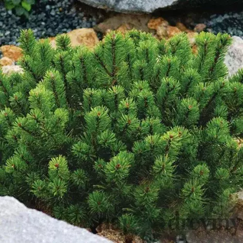 Borovica Mugo Pumilio, výška 20/25 cm, v črepníku 2/3l Pinus mugo var. Pumilio