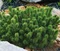Borovica Mugo Pumilio, výška 20/25 cm, v črepníku 2/3l Pinus mugo var. Pumilio