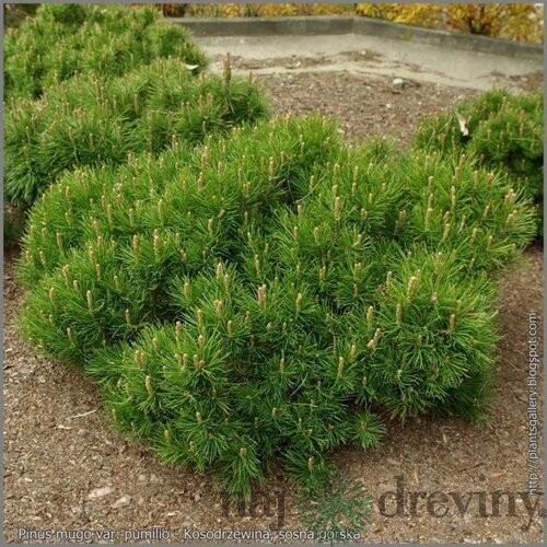 Borovica Mugo Pumilio, výška 30/40 cm, v črepníku 5l Pinus mugo var. Pumilio