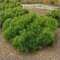 Borovica Mugo Pumilio, výška 30/40 cm, v črepníku 5l Pinus mugo var. Pumilio