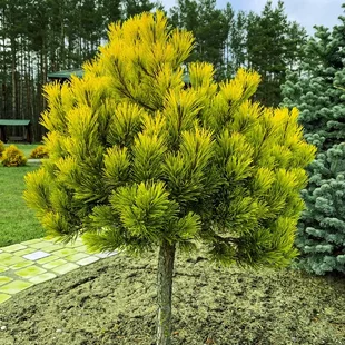 Borovica Mugo Wintergold na kmienku 40/60 cm, v črepníku 7,5l Pinus mugo Wintergold