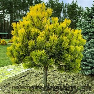 Borovica Mugo Wintergold na kmienku 80/100 cm, v črepníku 7,5l Pinus mugo Wintergold