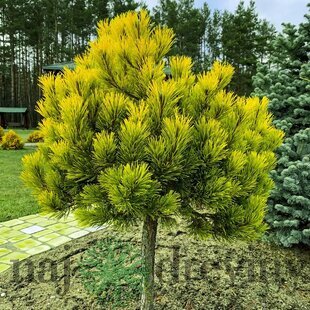 Borovica Mugo Wintergold na kmienku 80/100 cm, v črepníku 7,5l Pinus mugo Wintergold